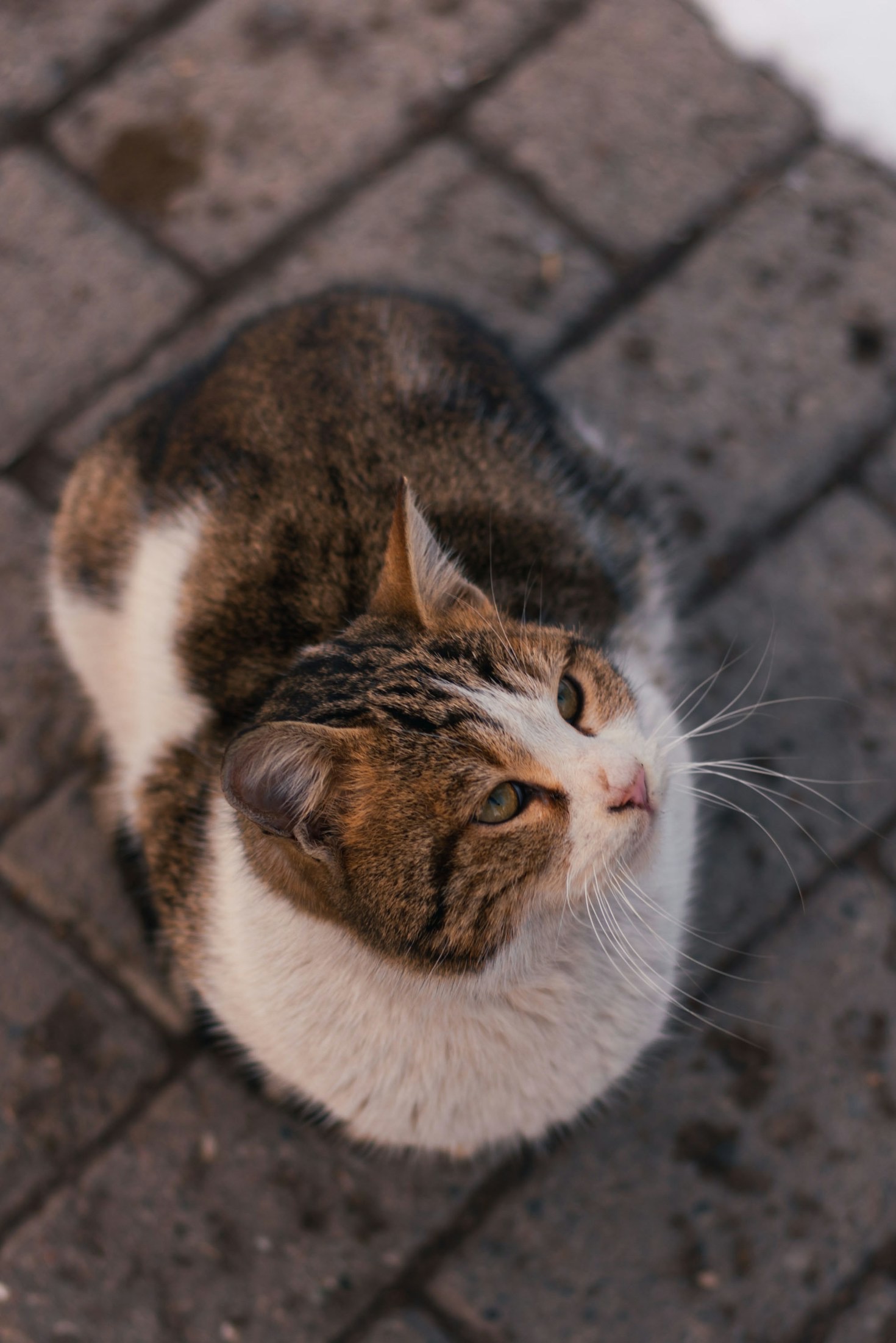 Die Kunst der Bengal-Katzenfotografie: Einblicke und Geschichten