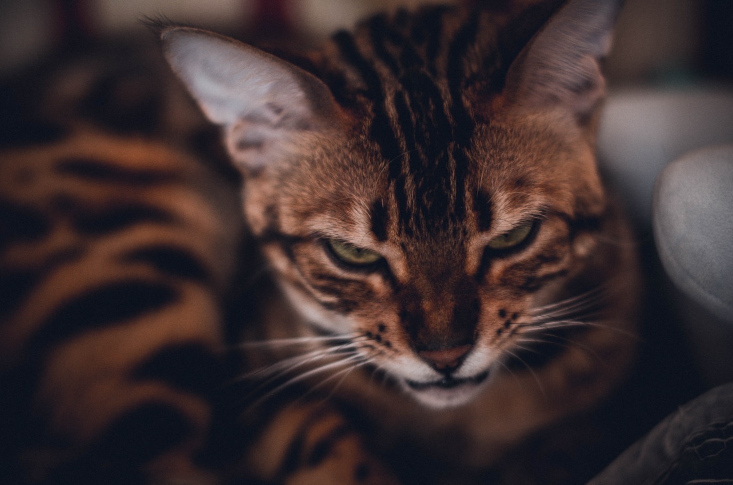 Raumdüfte und ihr Einfluss auf das Wohlbefinden